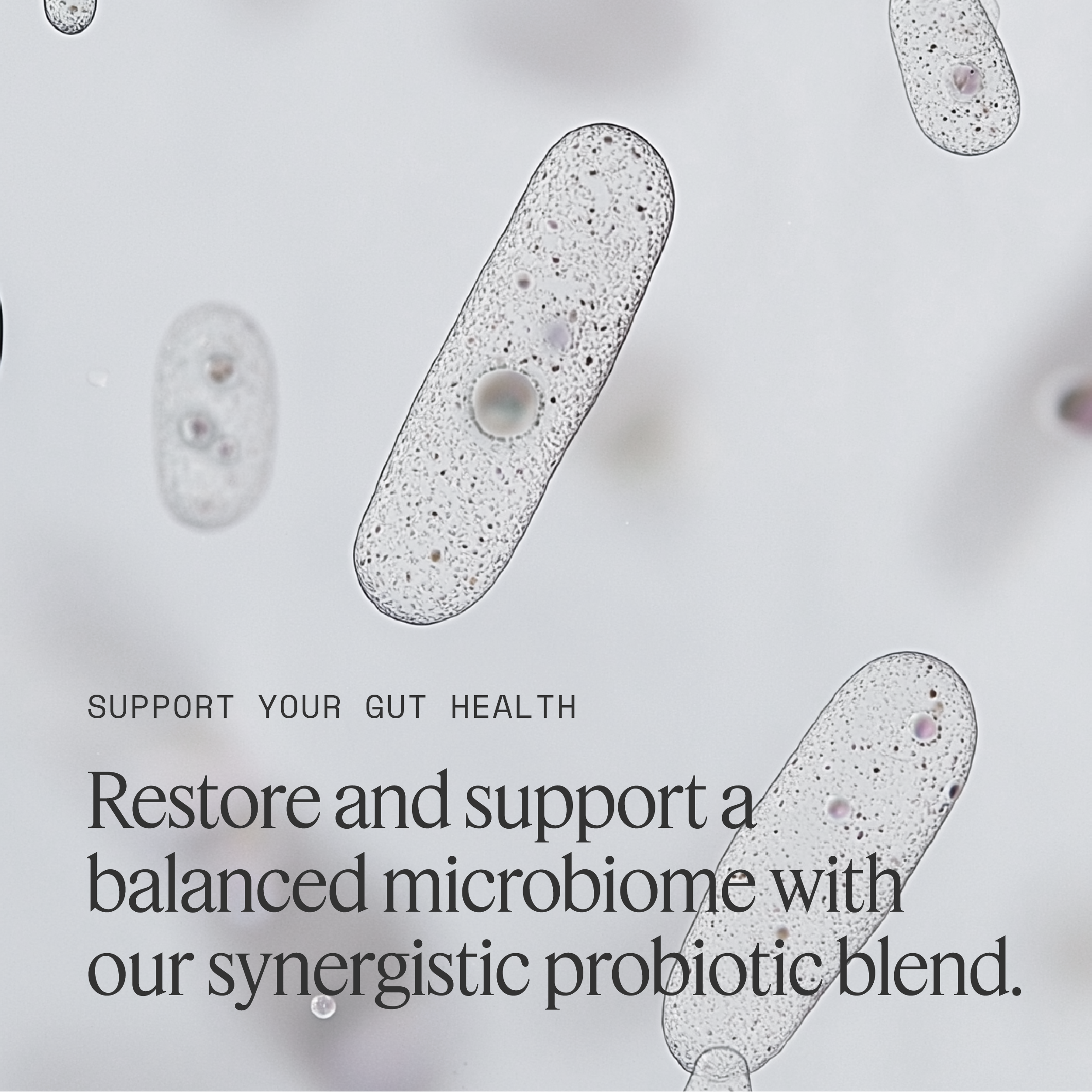 Daily Probiotic Supplement -60 Billion CFU,10 Advanced Strains lGut Health Complex with Bifidobacterium & Lactobacillus Acidophilus (for Women & Men)-Shelf-Stable Formula with Prebiotics to Support Digestive Health - Image 3